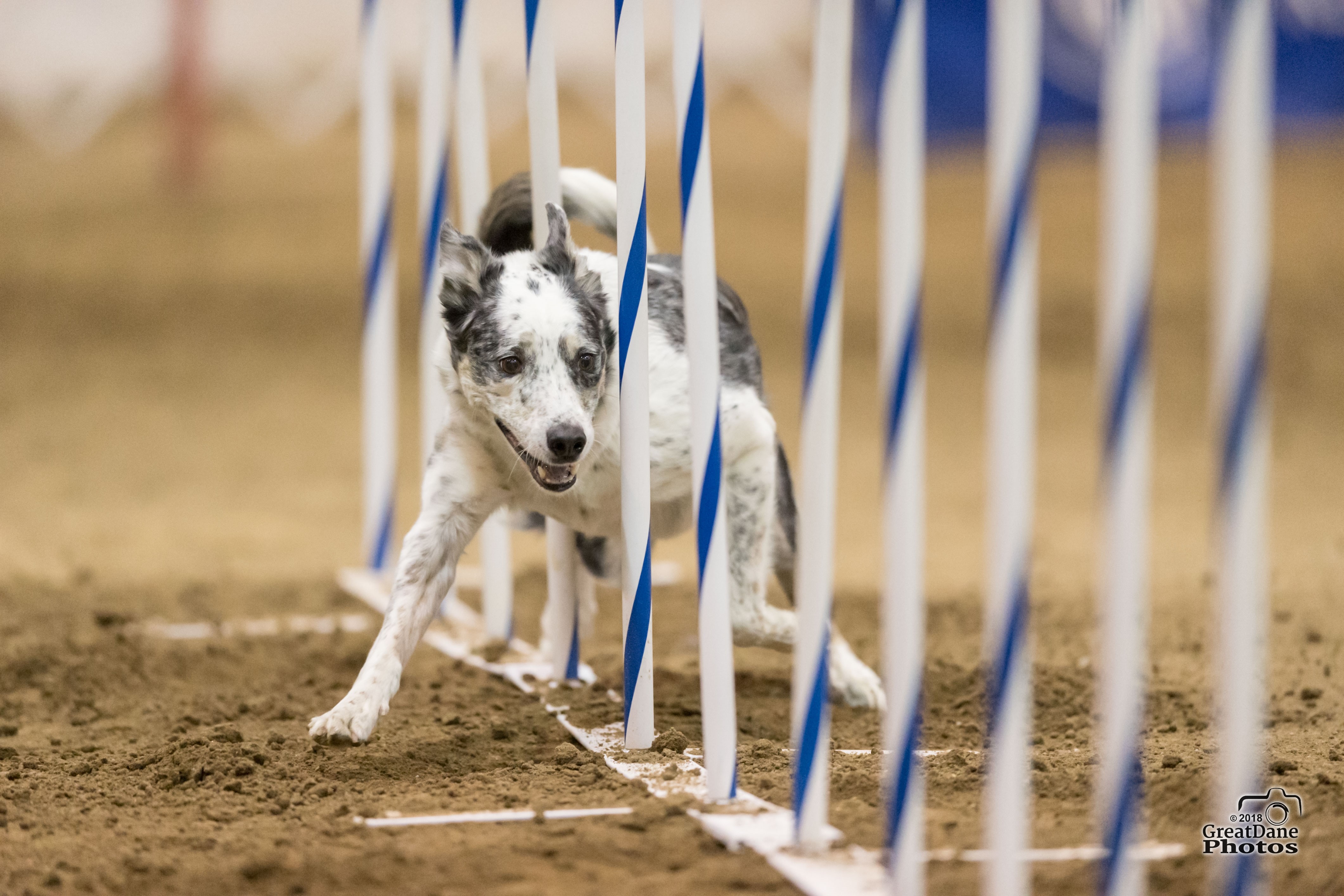 A dog running weave poles in an agility event.
