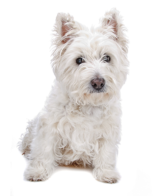 White Yorkie