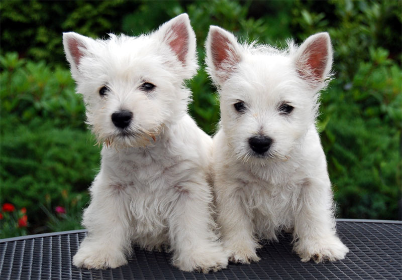 Two white westie puppies