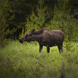 A moose in a field