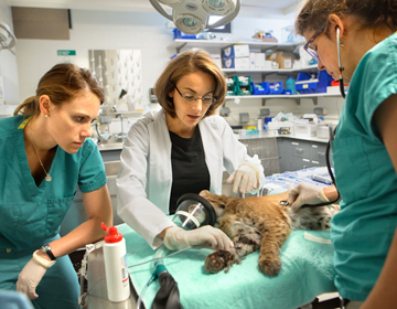 Wildlife Doctors and staff examining a wild bobcat
