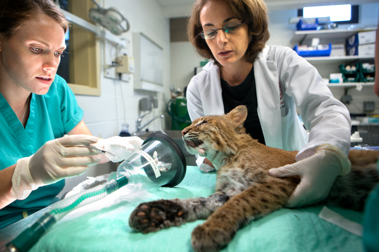 Veterinarians treating a bobcat