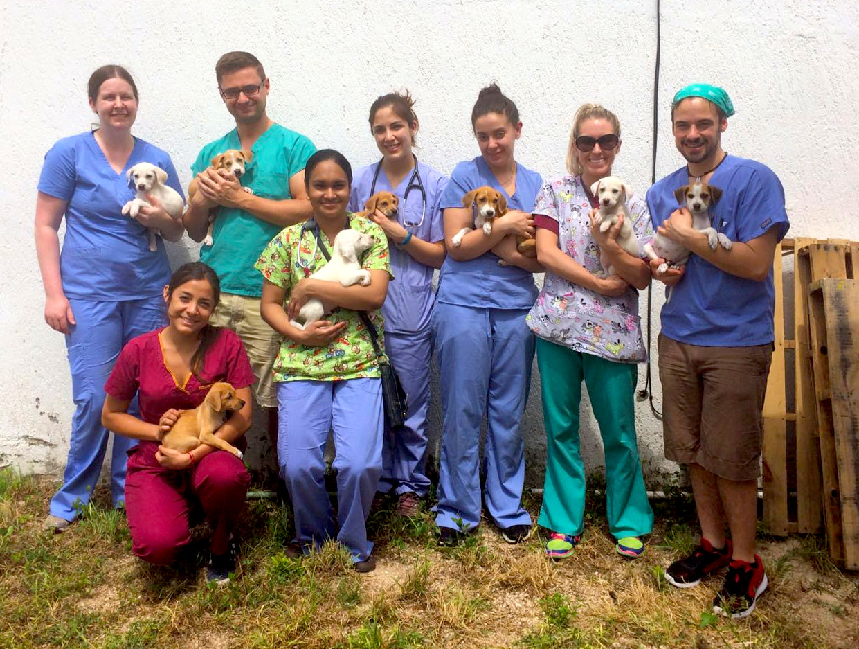 Group of veterinarians holding puppies