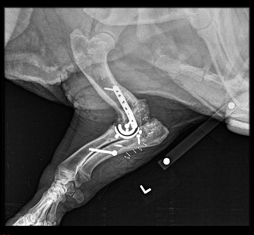 Willow lateral post-op