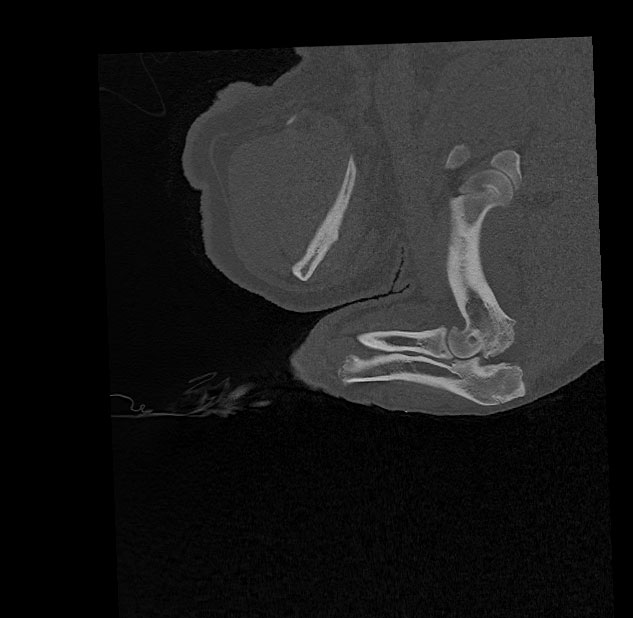 Pig pre-op CT