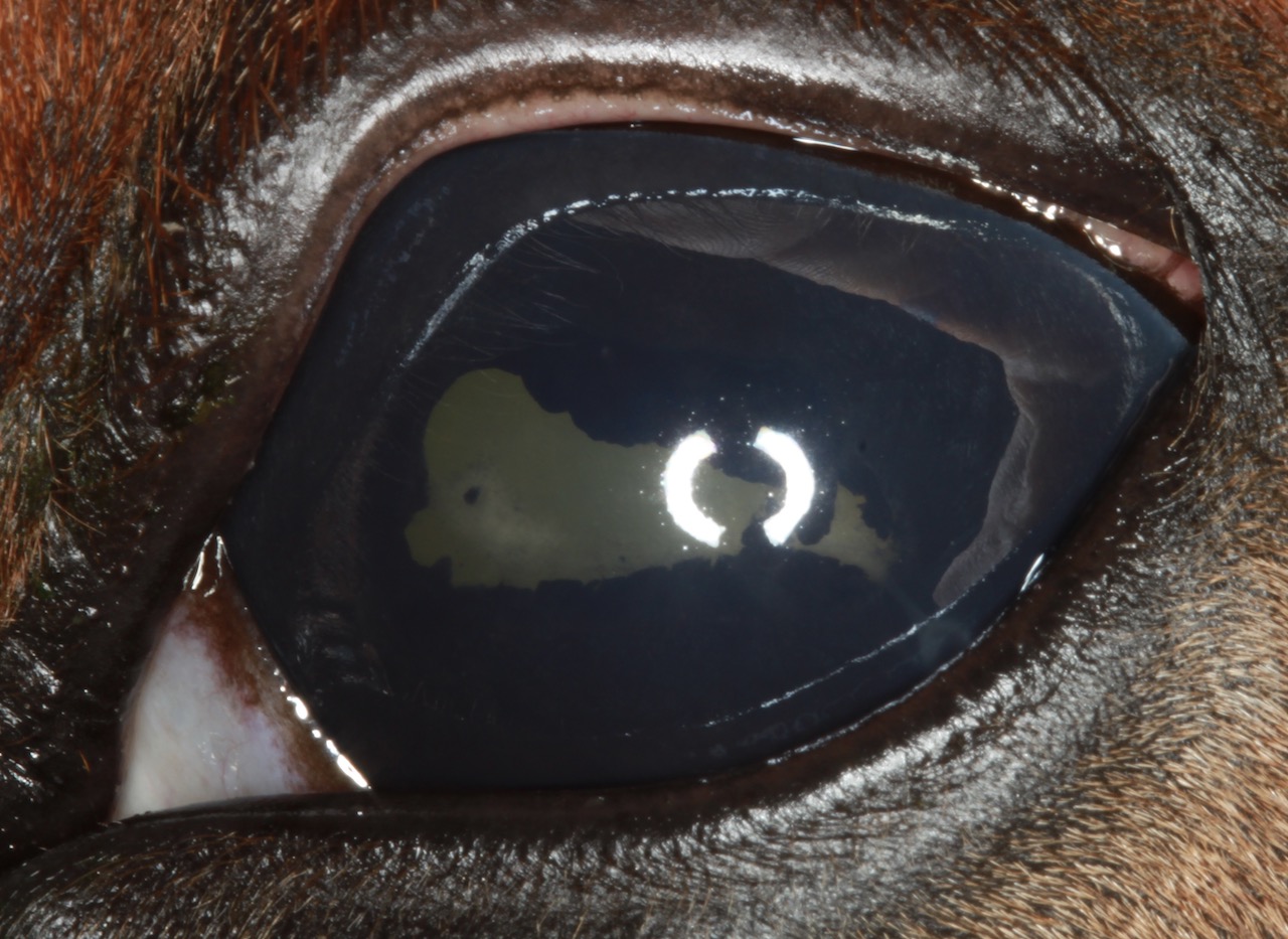 Close up shot of a visually impaired horse's left eye