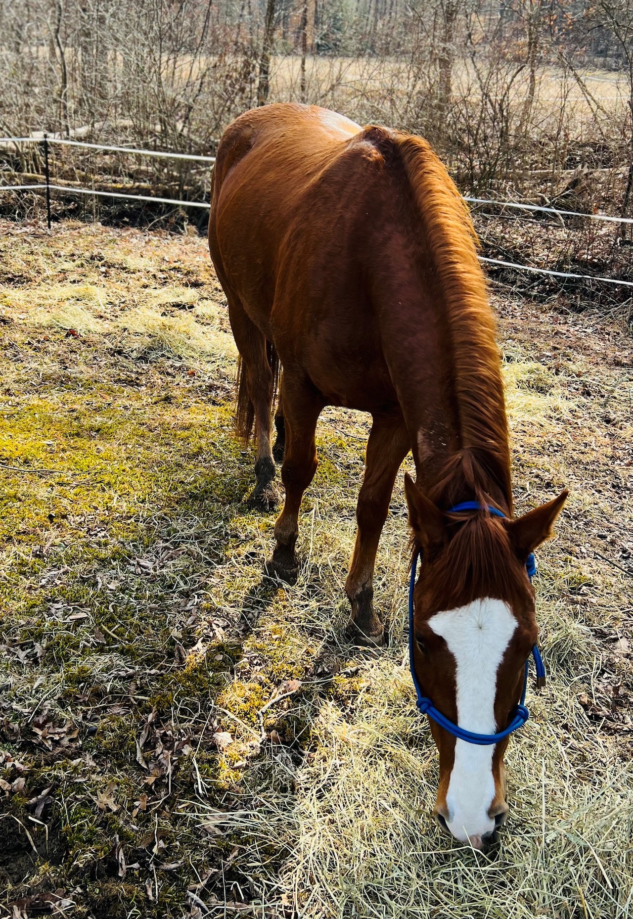 A horse grazing in a paddock