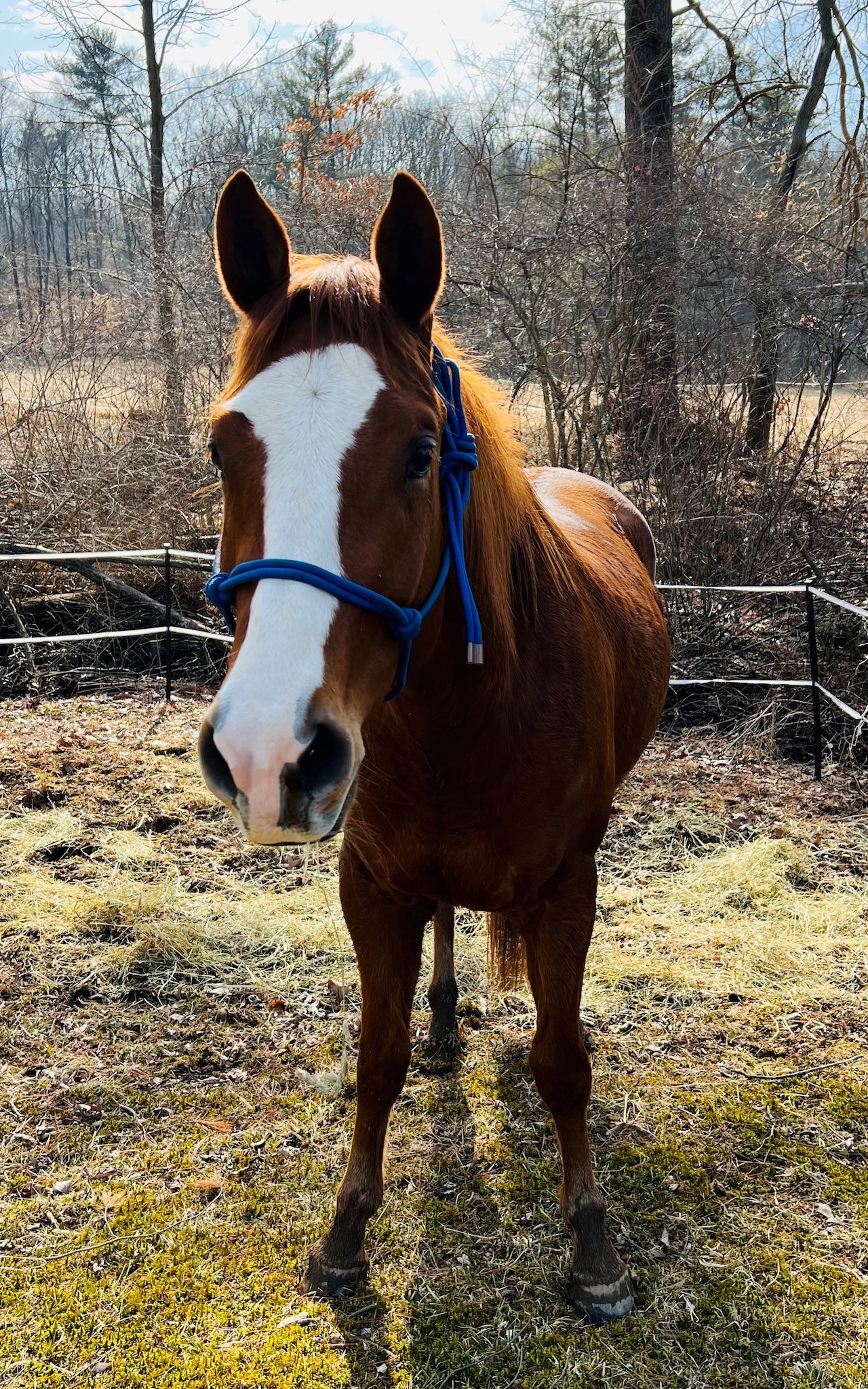 A horse standing in a paddock