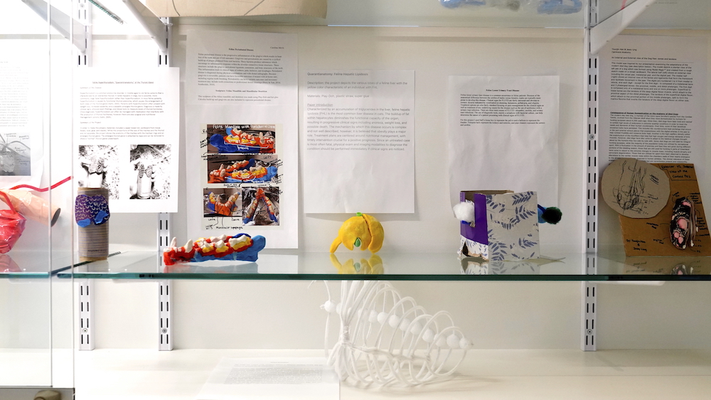 A close-up look at the anatomy display case at CVM