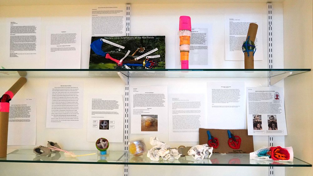 A close-up of homemade anatomy models at CVM