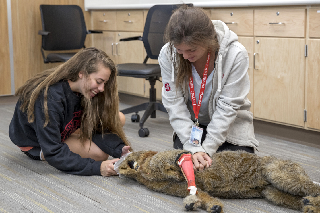 cat-dies-at-cornell-vet-college-after-being-rescued-from-garage-fire-on