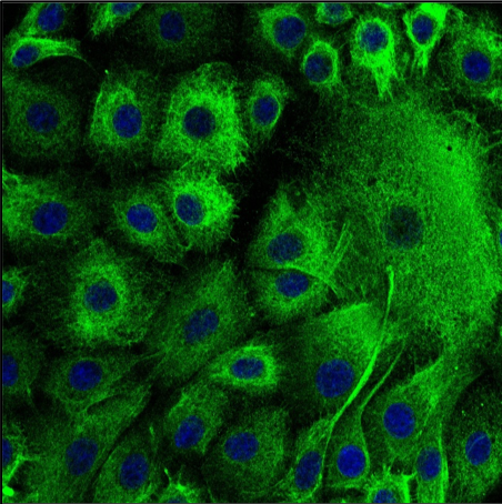 a fluorescence picture of bovine stem cells