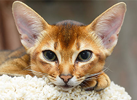 Abyssinian cat