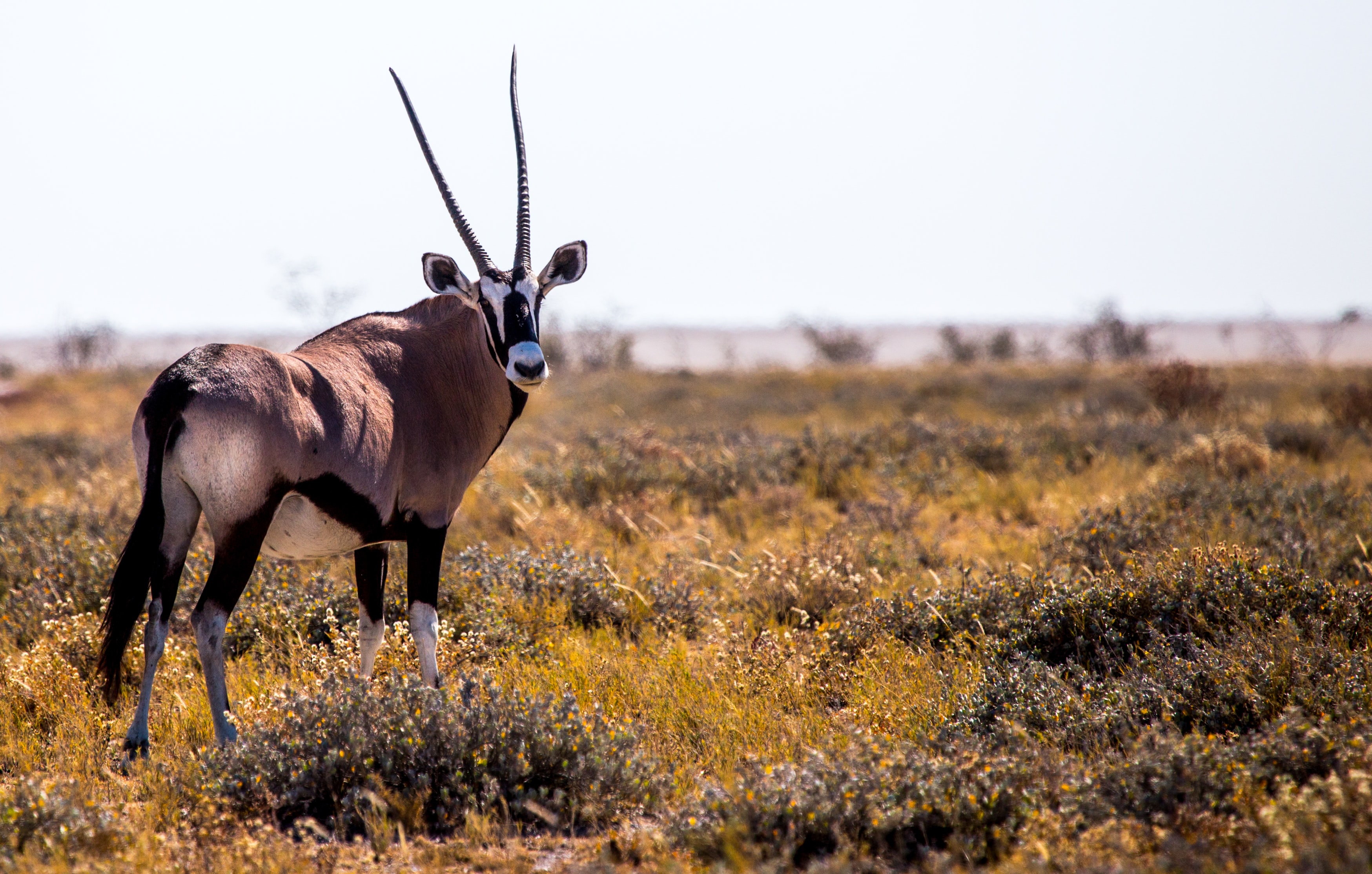 An oryx in Namibia