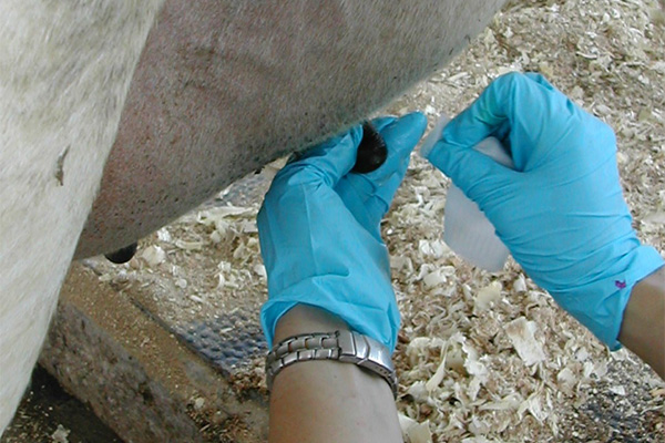 sanitizing cow teats