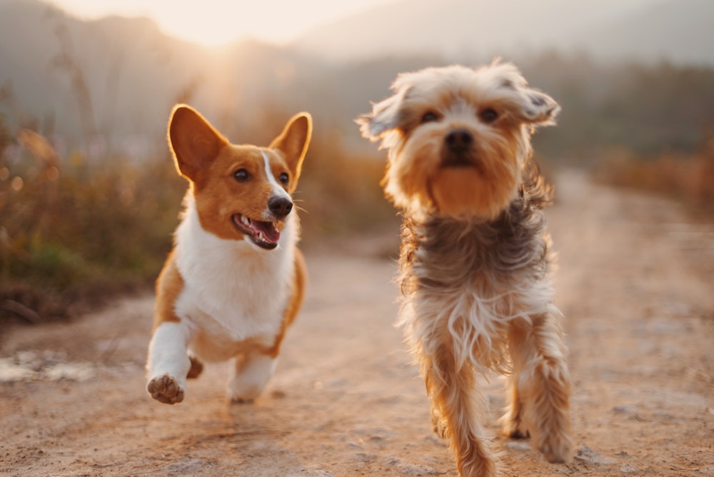 Two brown and white dogs running down a dirt path at sunset