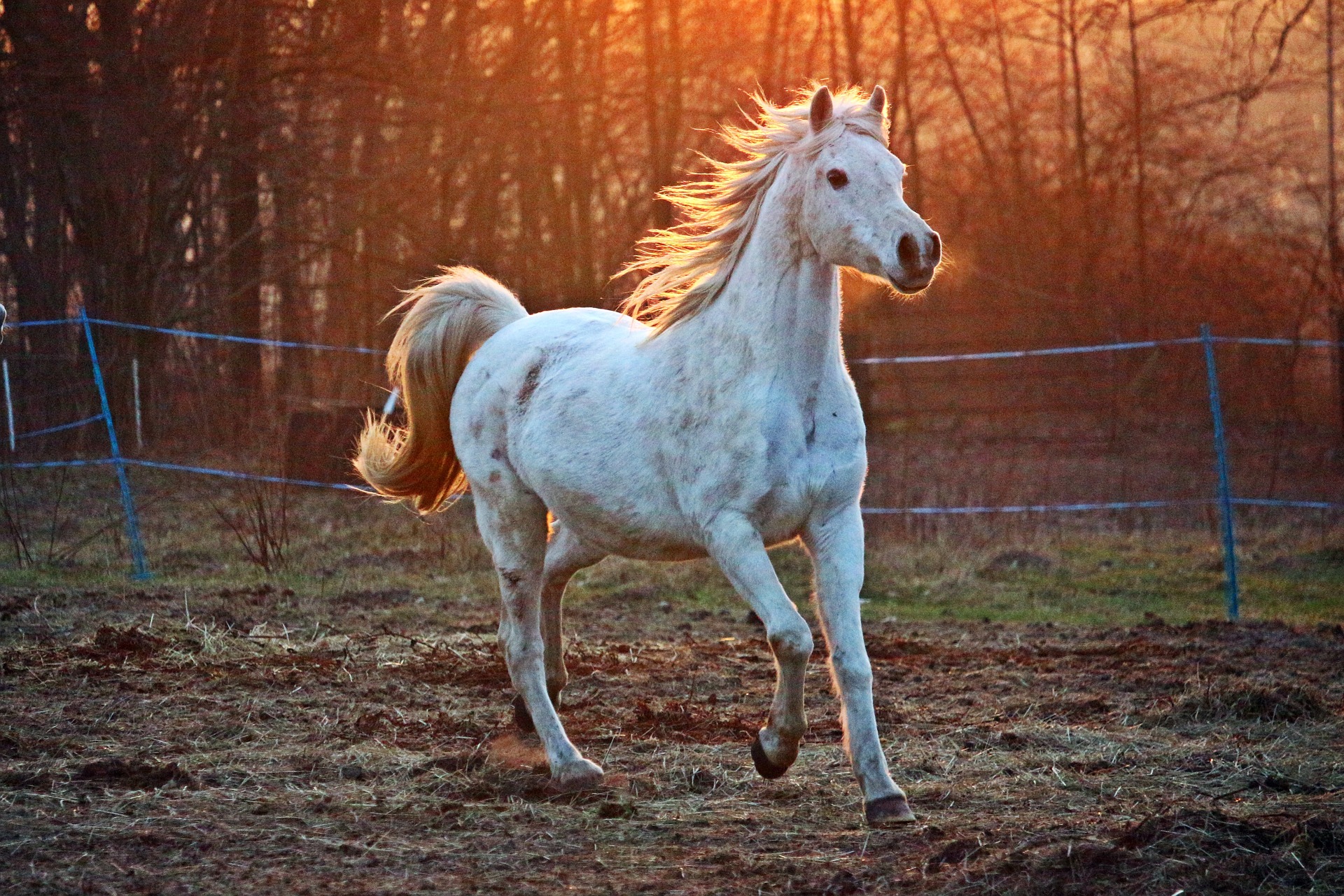White horse running through a field