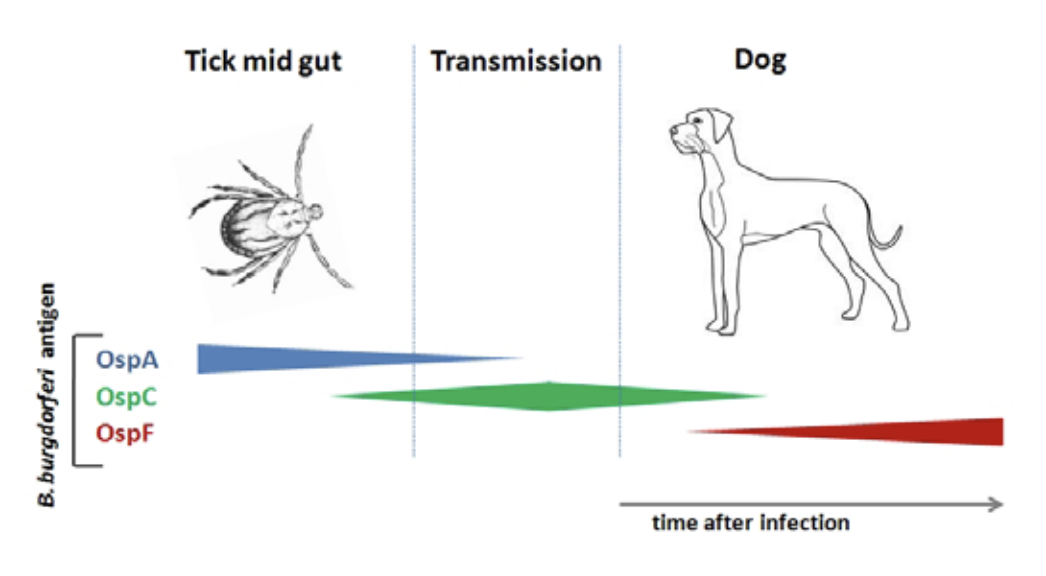 how soon do dogs show symptoms of lyme disease