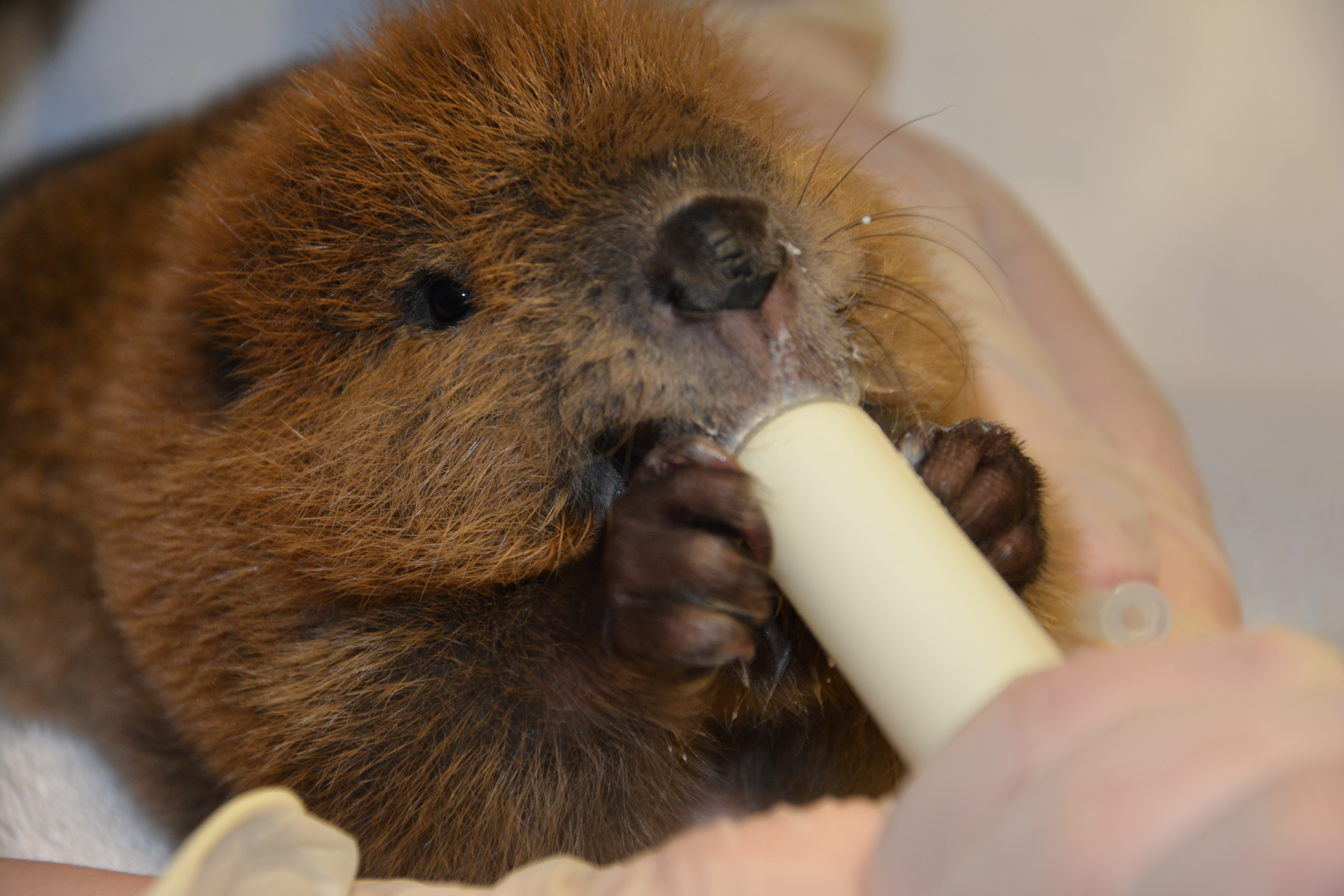 Wildlife Baby Boom What To Do If You Find A Baby Animal Cornell University College Of Veterinary Medicine