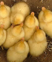 til bundet rense Tag et bad Hatching Duck Eggs | Cornell University College of Veterinary Medicine