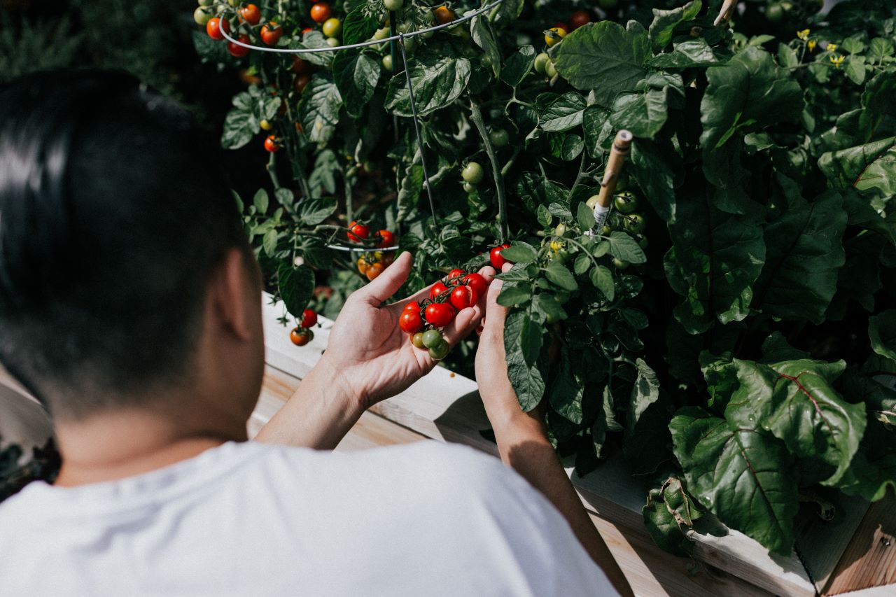 Person looking at tomatoes in a garden