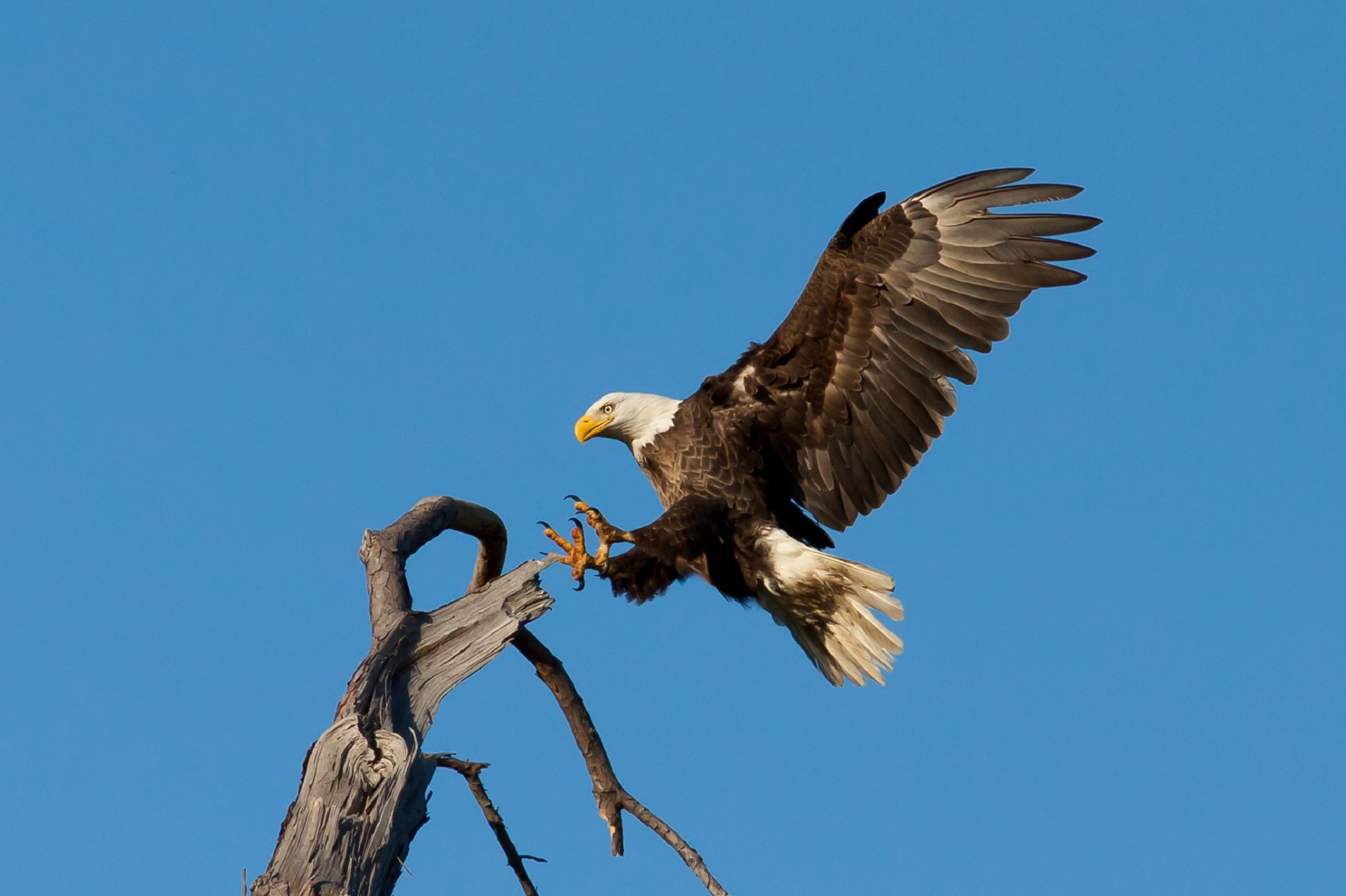 A bald eagle