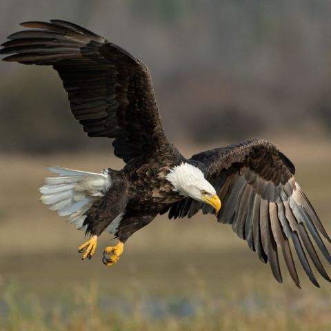 eagle