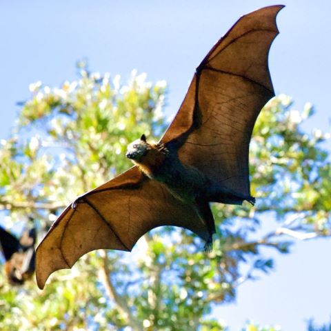 bat