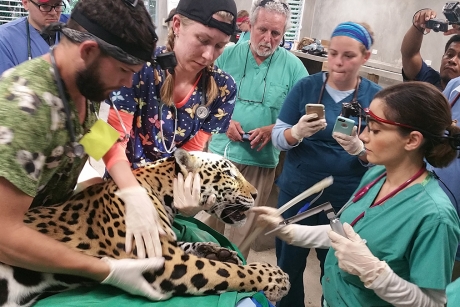 CVM Veterinarians treat a jaguar in Belize in January. 