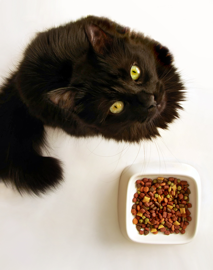 black kitty looking up next to bowl of food