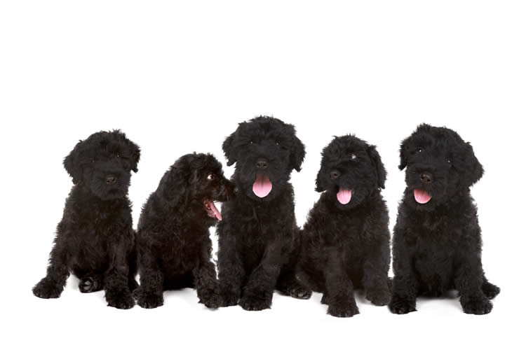 Black Russian Terriers