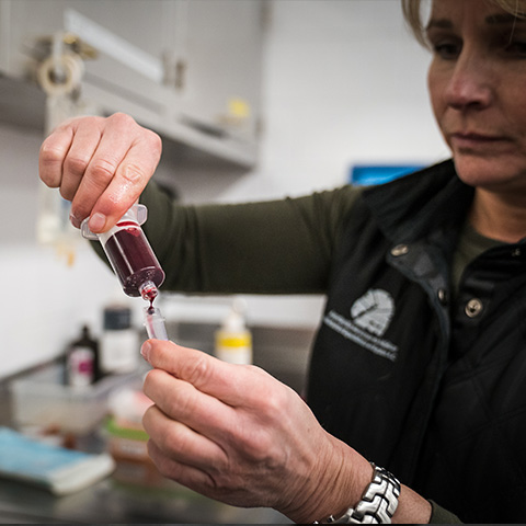 Veterinarian pepares a blood sample. 