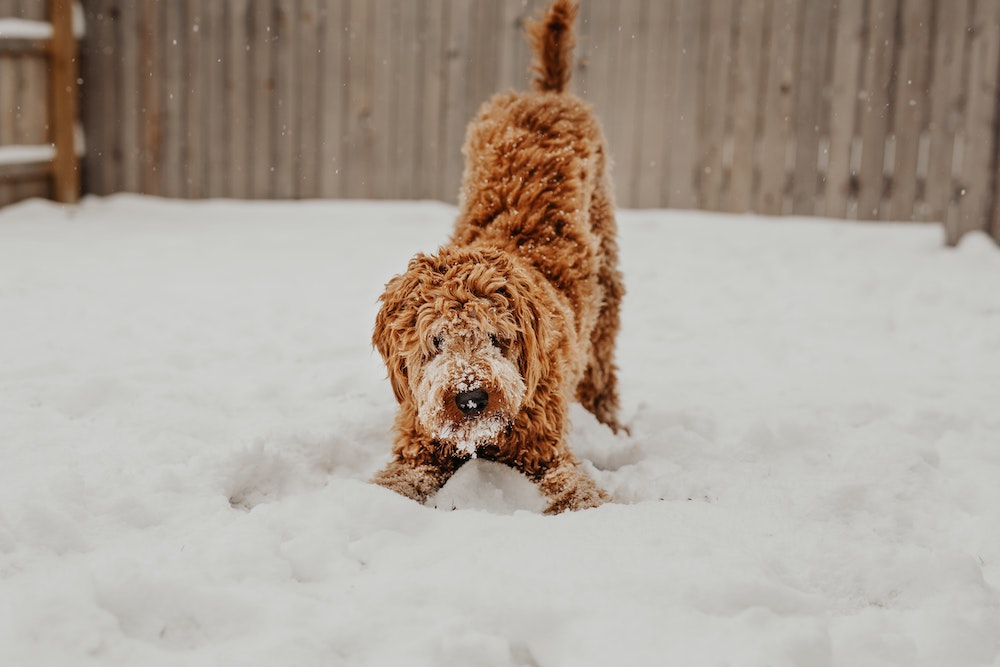 A stock image of a fluffy golden dog playing in the snow