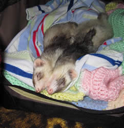 Two ferrets sleeping in blankets