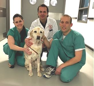 Three vets with a golden lab