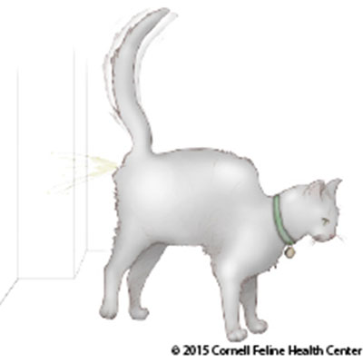 Feline Behavior Problems House Soiling Cornell University