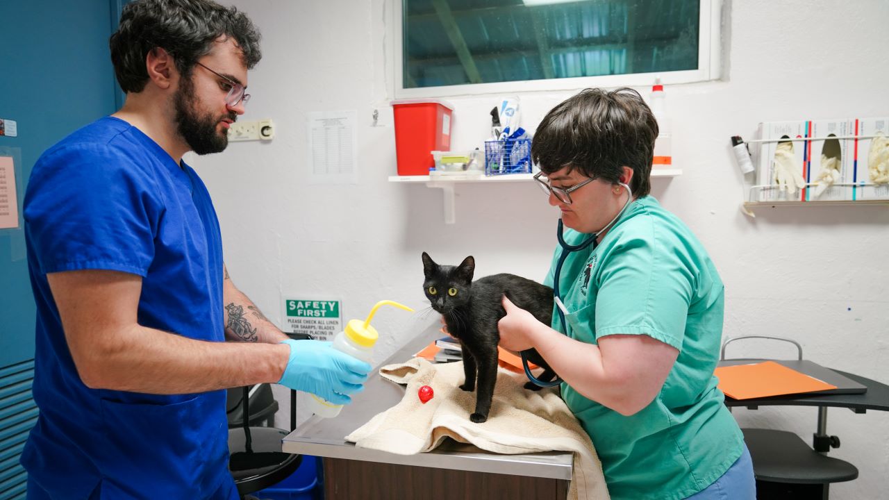 LVTs examining a black cat