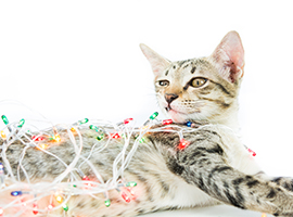 cat wrapped in holiday lights