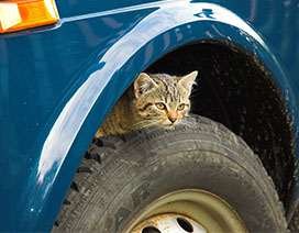 Cat seeking warmth in wheel well