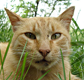 Mosquito on cat