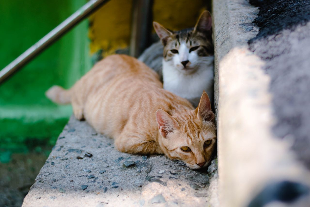 cats sitting on steps outside