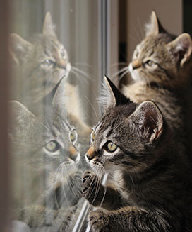 cats waiting by window