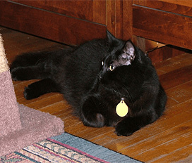 Rigel