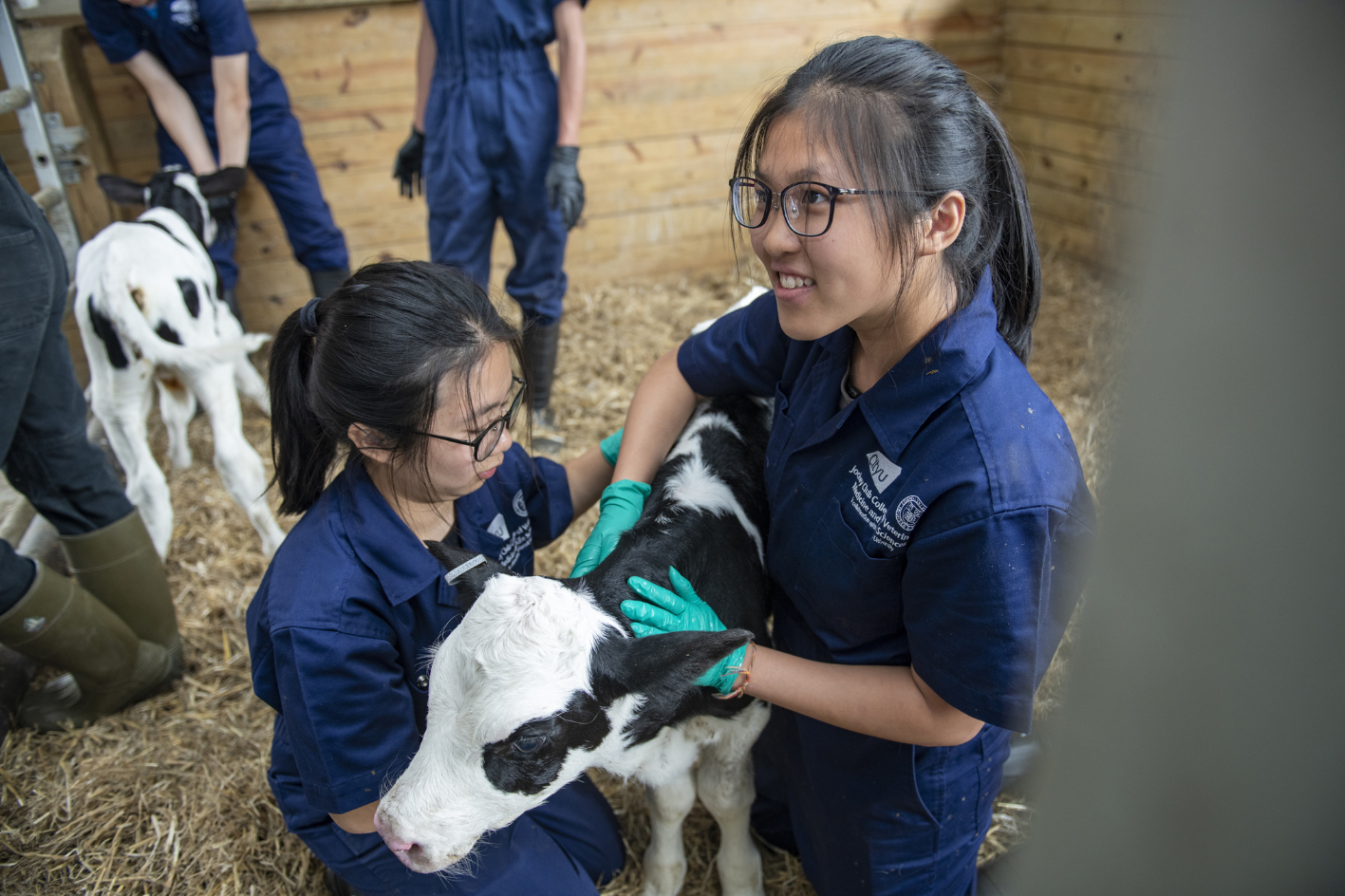 City U students examine a dairy calf