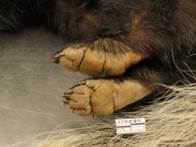 Hyperkeratosis of foot pads due to canine distempter infection in a striped skunk