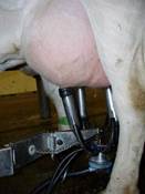 Milking machine on cow