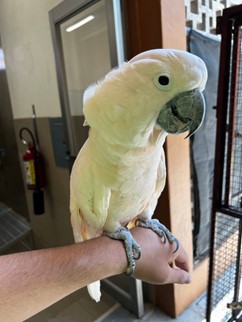 Cockatoo