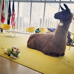 Alpaca next to a Shih Tzu