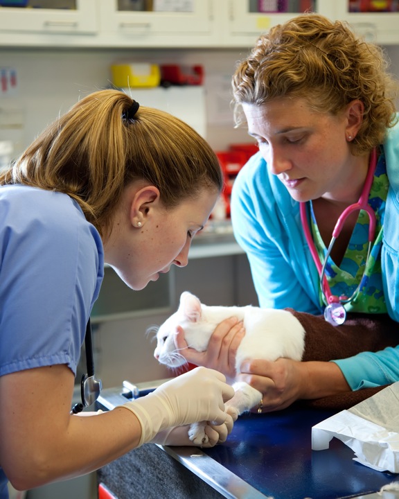 Two emergency veterinary technicians place a catheter in a white cat's front leg