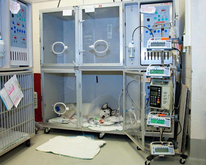 Huskey lays in an oxygen cage in the ICU